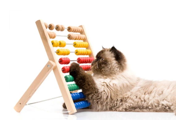 cat-on-abacus-istock-6939276